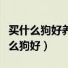 买什么狗好养又便宜又听话好训练的狗（买什么狗好）
