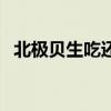 北极贝生吃还是熟吃（北极贝活着的图片）