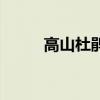 高山杜鹃的养殖方法（高山杜鹃）