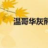 温哥华灰熊队何时改名（温哥华灰熊）