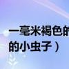 一毫米褐色的小虫子咬人起大包（一毫米褐色的小虫子）