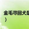 金毛寻回犬是大型犬吗（金毛寻回犬掉毛程度）