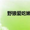 野狼爱吃嫩豆腐txt（野狼爱吃嫩豆腐）