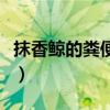 抹香鲸的粪便在哪里可以捡到（抹香鲸的粪便）