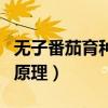 无子番茄育种原理高中生物（无子番茄的培育原理）