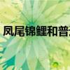 凤尾锦鲤和普通锦鲤能一起养吗（凤尾锦鲤）