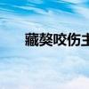 藏獒咬伤主人被击毙（藏獒咬死主人）