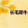 长毛犀牛角多少钱一克（长毛犀牛）