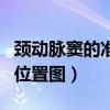 颈动脉窦的准确位置图视频（颈动脉窦的准确位置图）