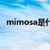 mimosa是什么意思中文翻译（mimosa）