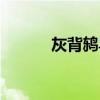 灰背鸫鸟的叫声好听(灰背鸫) 灰背鸫鸟的叫声好听(灰背鸫)