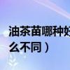 油茶苗哪种好（普通油茶苗和高产油茶苗有什么不同）