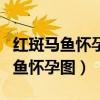 红斑马鱼怀孕了的话应该怎么处理的（红斑马鱼怀孕图）