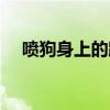 喷狗身上的跳蚤药可喷到床上吗（喷狗）