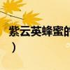 紫云英蜂蜜的功效与禁忌(紫云英蜂蜜的功效) 紫云英蜂蜜的功效与禁忌(紫云英蜂蜜的功效)
