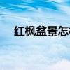 红枫盆景怎样养殖（红枫盆景种植方法）