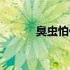 臭虫怕什么东西（臭虫怕什么）