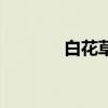 白花草药图片大全（白花草）
