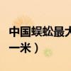 中国蜈蚣最大可以长到多大（中国最大的蜈蚣一米）