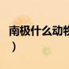 南极什么动物最危险（南极有什么凶猛的动物）