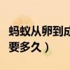 蚂蚁从卵到成虫的过程图片(蚂蚁从卵到蚂蚁要多久) 蚂蚁从卵到成虫的过程图片(蚂蚁从卵到蚂蚁要多久)