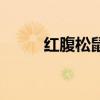 红腹松鼠有传染病吗(红腹松鼠) 红腹松鼠有传染病吗(红腹松鼠)