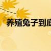 养殖兔子到底赚钱吗（养殖兔子前景如何）
