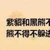 紫貂和黑熊不得不躲进洞里的意思（紫貂和黑熊不得不躲进）