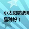 小太阳鹦鹉哪个品种好肉桂（小太阳鹦鹉哪个品种好）