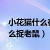 小花猫什么在什么捉老鼠?（小花猫什么在什么捉老鼠）