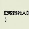 虫咬得死人的虫叫什么（尸虫咬到人会怎么样）