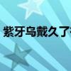 紫牙乌戴久了有什么变化（紫牙乌佩戴禁忌）