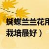 蝴蝶兰兰花用什么土栽培最好（兰花用什么土栽培最好）
