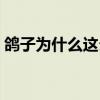 鸽子为什么这么大图片（鸽子为什么这么大）