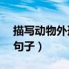 描写动物外形的句子10字（描写动物外形的句子）