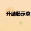 升结肠示意图（升结肠在什么位置图片）
