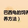 巴西龟的饲养方法不进食怎么办（巴西龟的饲养方法）