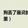 狗丢了最灵的寻找方法（狗狗丢了一般会躲哪里）
