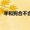 羊和狗合不合、子女关系（羊和狗合不合）