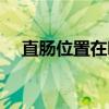 直肠位置在哪个部位全腹图（直肠位置）