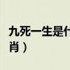 九死一生是什么生一肖（九死一生开过什么生肖）
