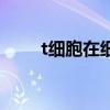 t细胞在细胞免疫中的作用(t细胞) t细胞在细胞免疫中的作用(t细胞)