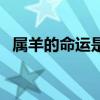 属羊的命运是什么样（属羊的命运好不好）
