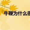 牛鞭为什么很长（牛鞭那么长母牛怎么办）