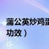 蒲公英炒鸡蛋的功效与作用（蒲公英炒鸡蛋的功效）
