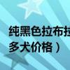 纯黑色拉布拉多犬多少钱一只（纯黑色拉布拉多犬价格）