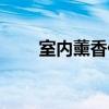 室内薰香什么好(室内熏香哪种好) 室内薰香什么好(室内熏香哪种好)