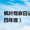 枫叶观察日记怎么写四年级（观察日记怎么写四年级）