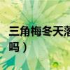 三角梅冬天落叶吗怎样管理（三角梅冬天落叶吗）