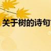 关于树的诗句古诗大全（关于树的诗句古诗）